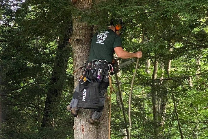 tree expert removing branches from a tree