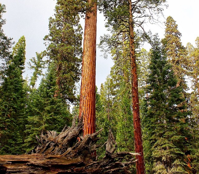 Tall trees in a forest