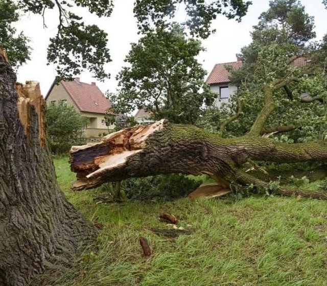 Storm cleanup services, tree services, tree services near me