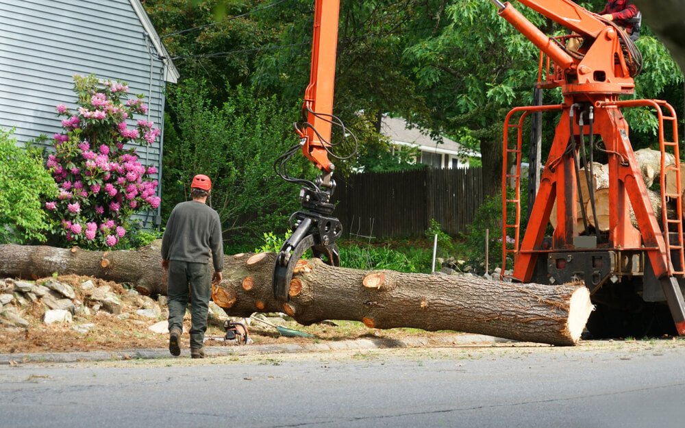 Tree removal services in Durham, NH