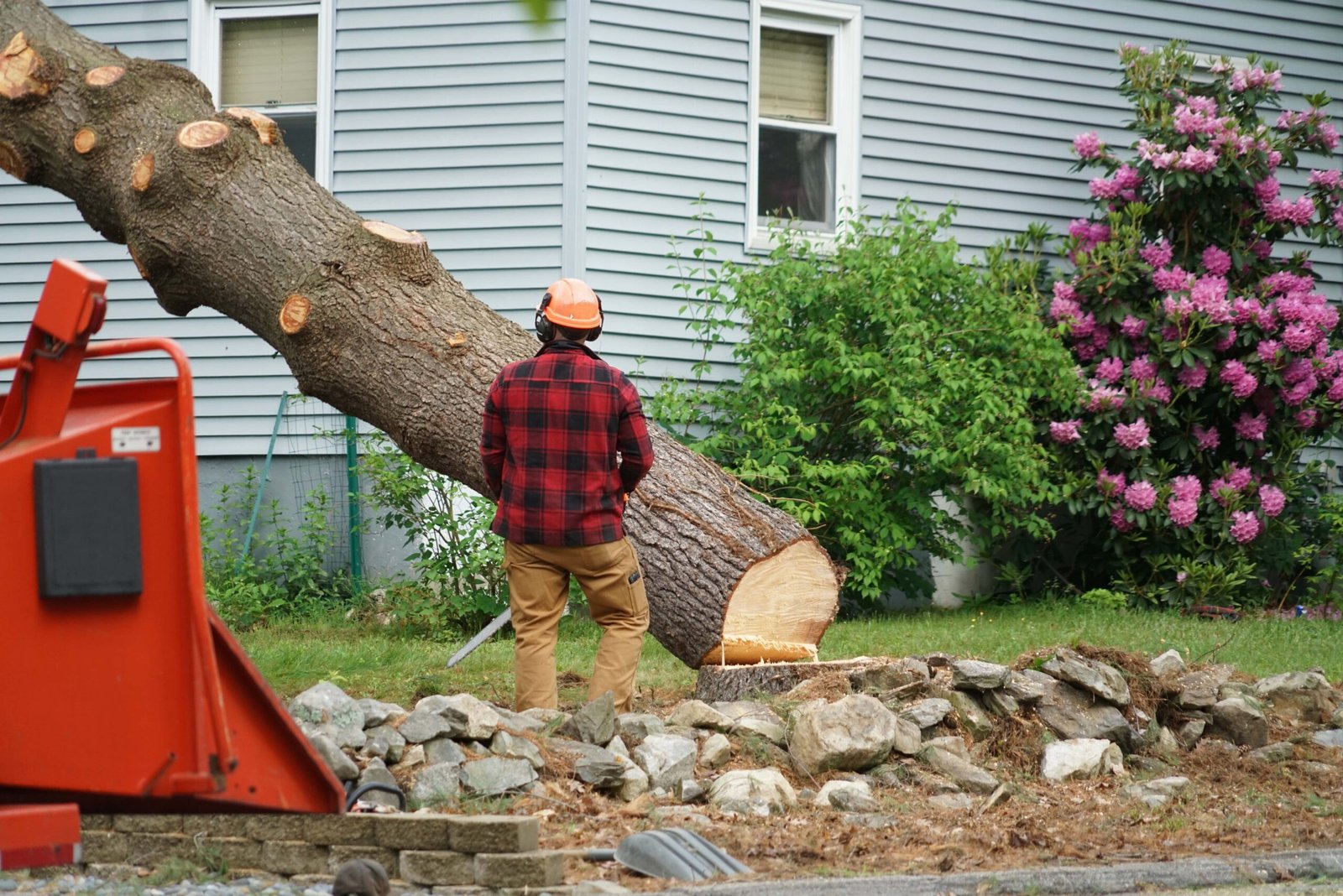 A tree being removed in the backyard of a home in Rochester, NH