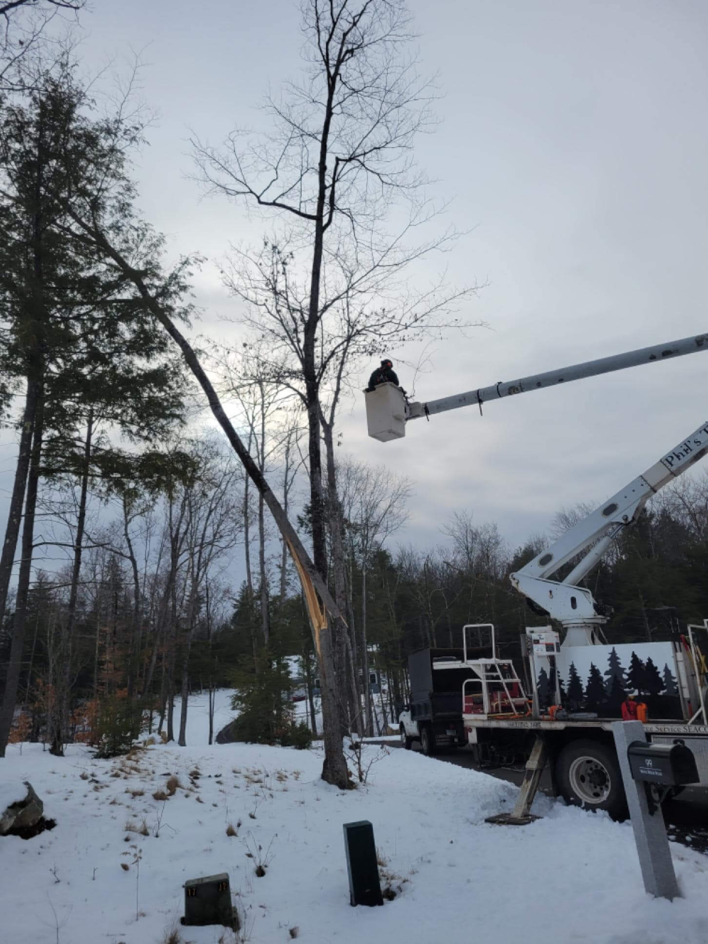 crane assisted tree removal