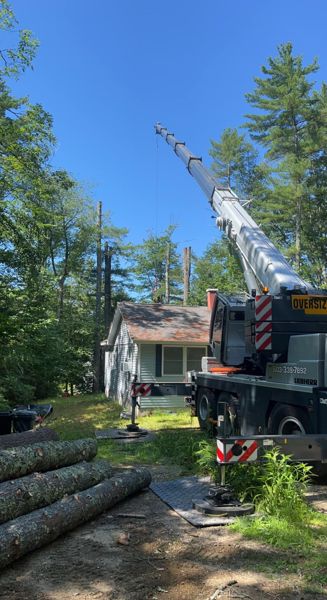 crane assisted tree removal