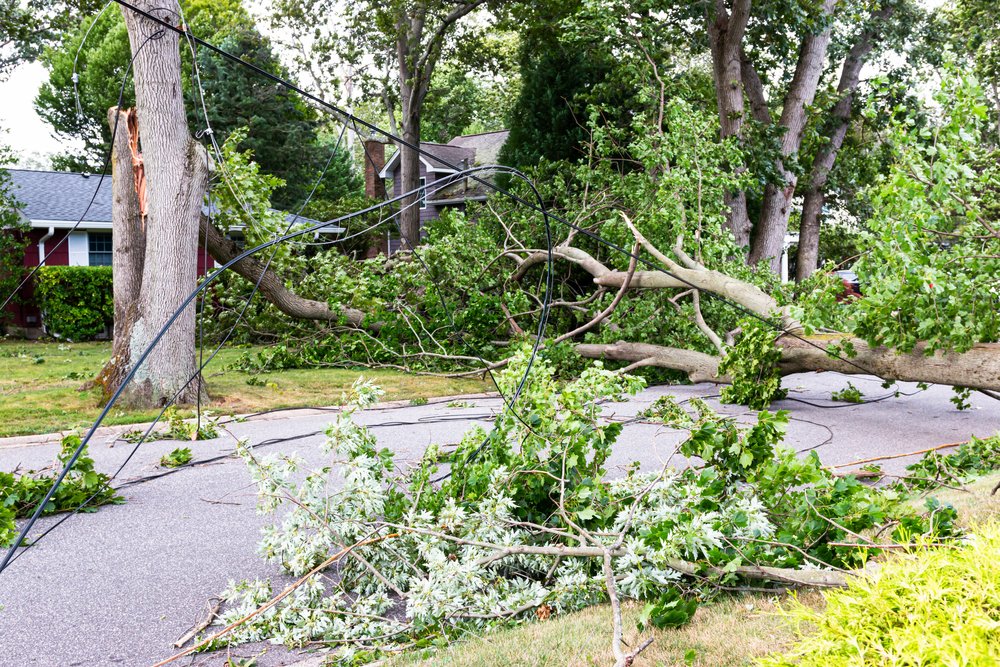 Trees Snapped In Half Knocking Down The Electric Wires