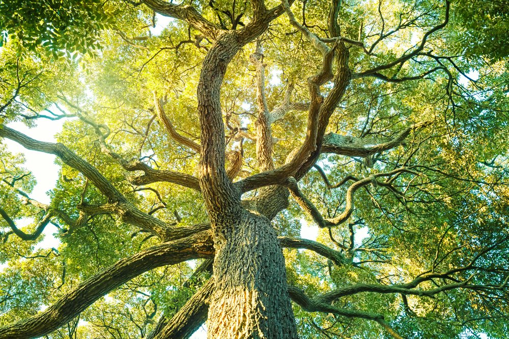 Tree Forest