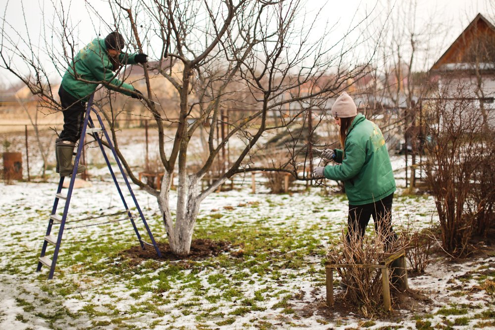gardeners prunning apple tree branches during winter