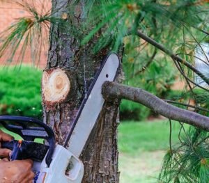 Branch being cut with a chainsaw for tree maintenance and pruning