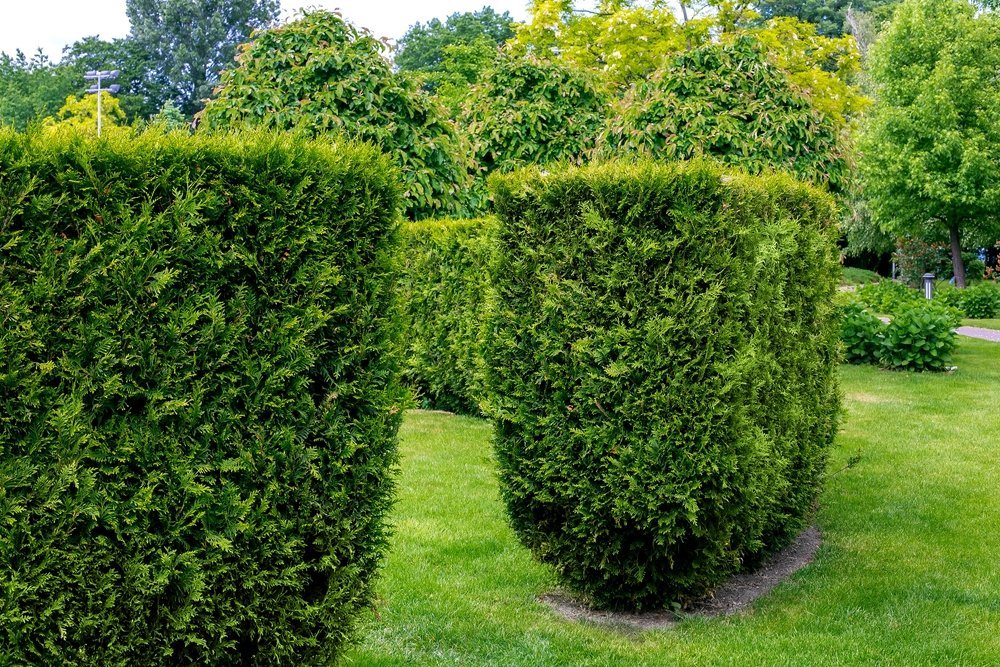 Trimmed Evergreen Thuja Hedge In A Landscaped Park