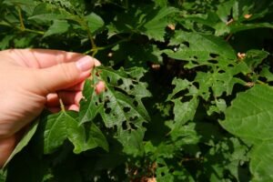 Leaves of a viburnum bush, eaten by a worm