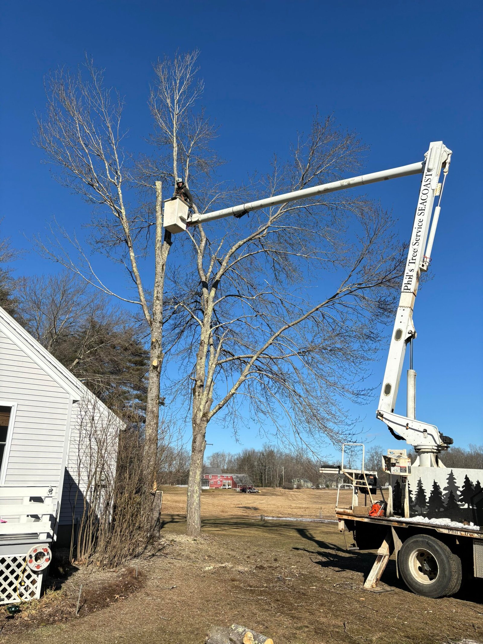 Chainsaw next to tree being removed during the tree removal process