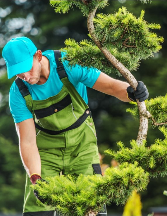 Tree health assessment performed by an expert