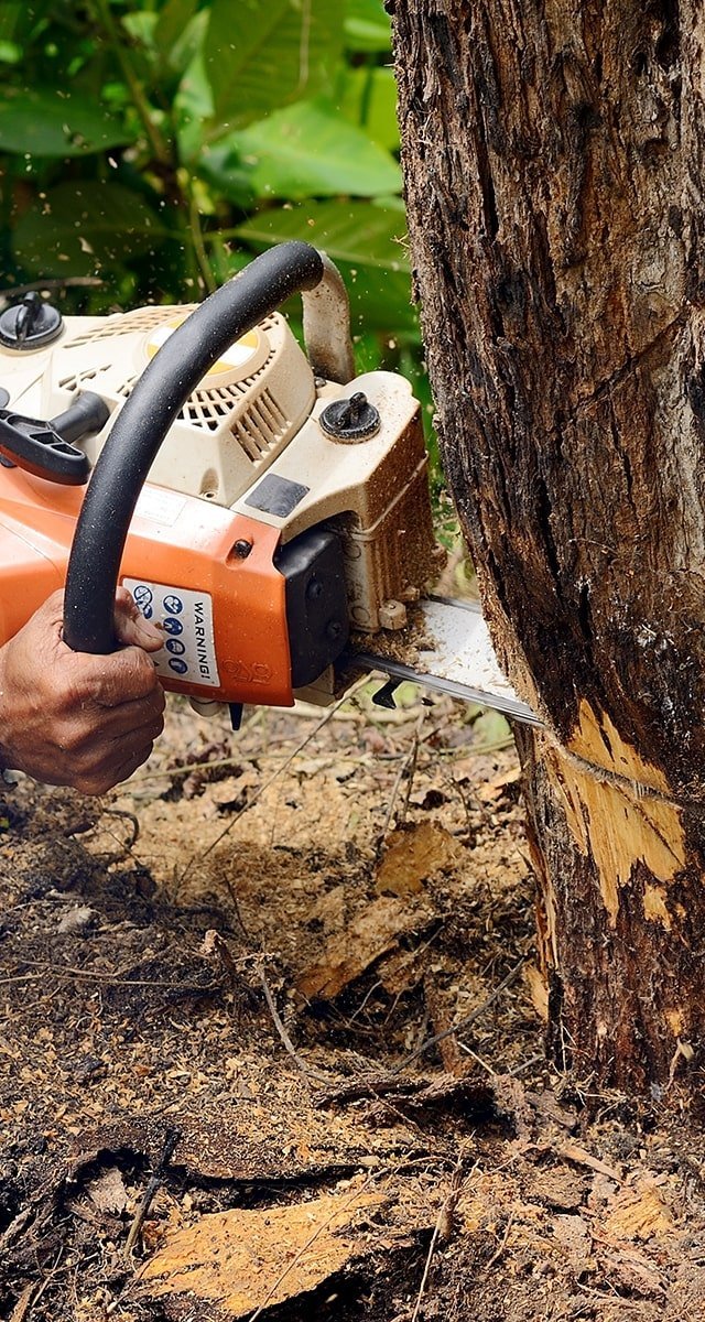 Saw cutting tree