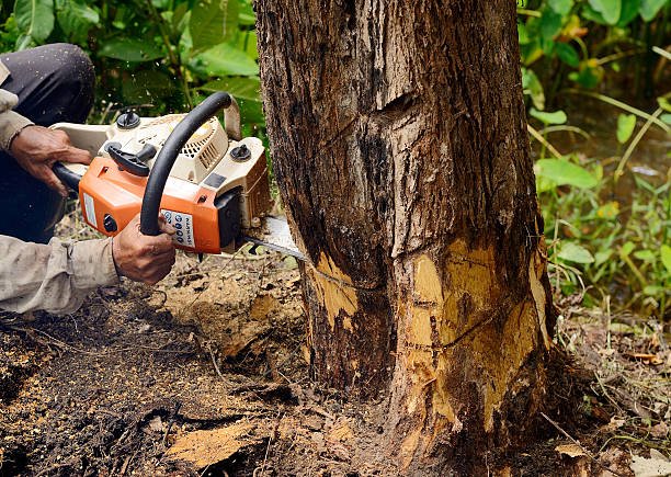 Man removing tree with chainsaw