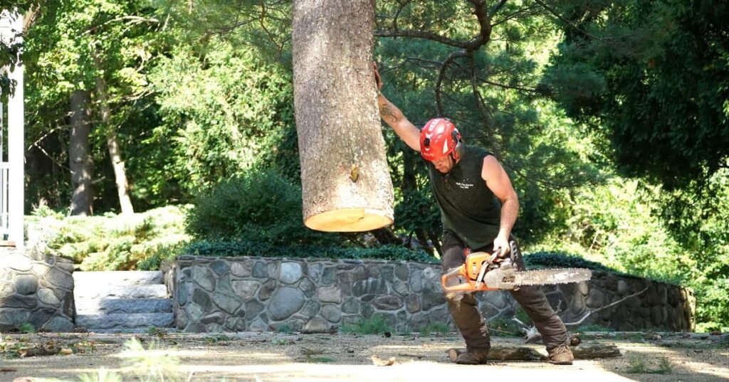 cutting tree