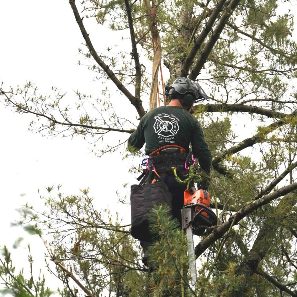 tree chainsaw