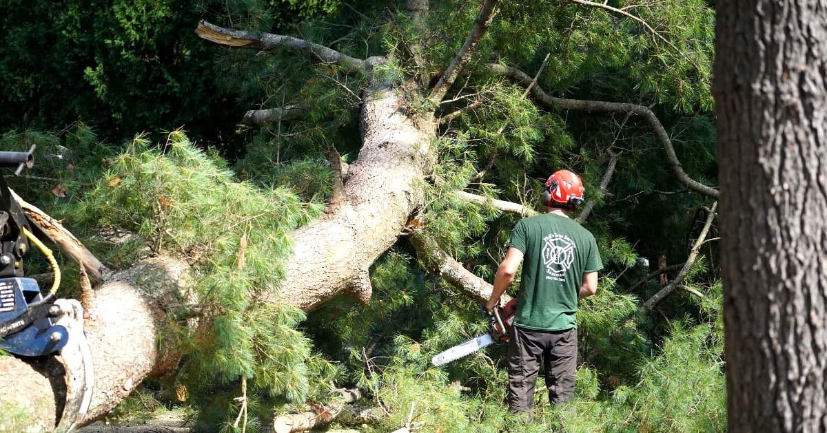 tree removal