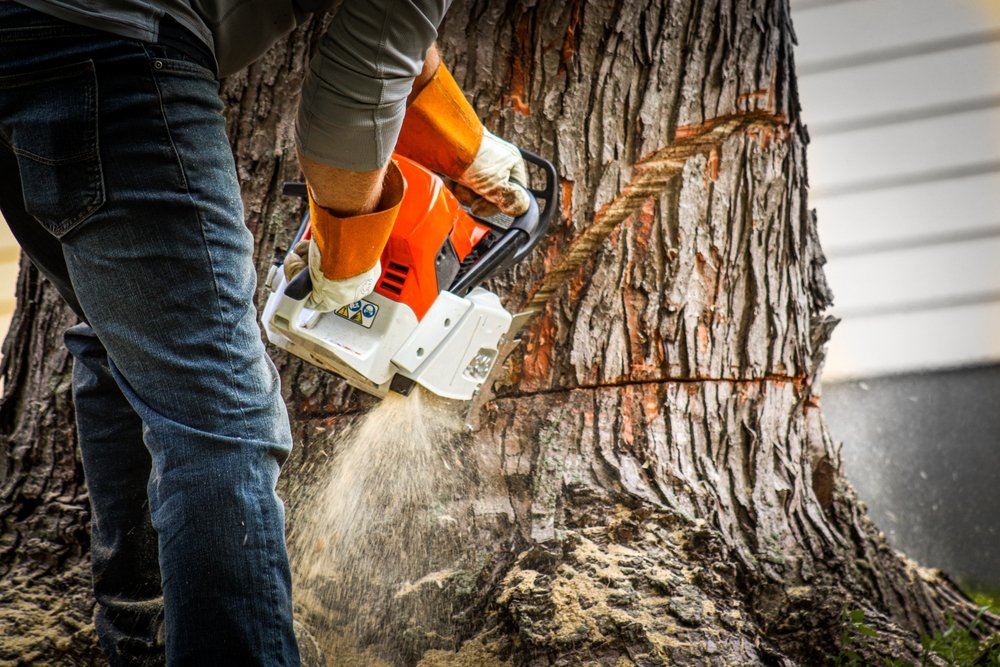 residential tree removal