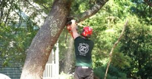 tree pruning services by phils tree service