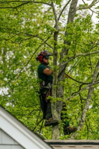 phils tree service pruning trees