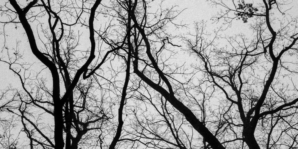 Signs a Tree Need To be Removed