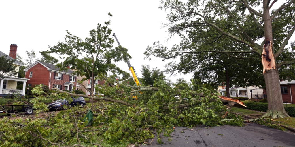 Damage Trees in the Road