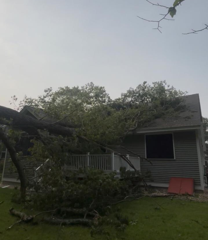 storm cleanup phils tree service