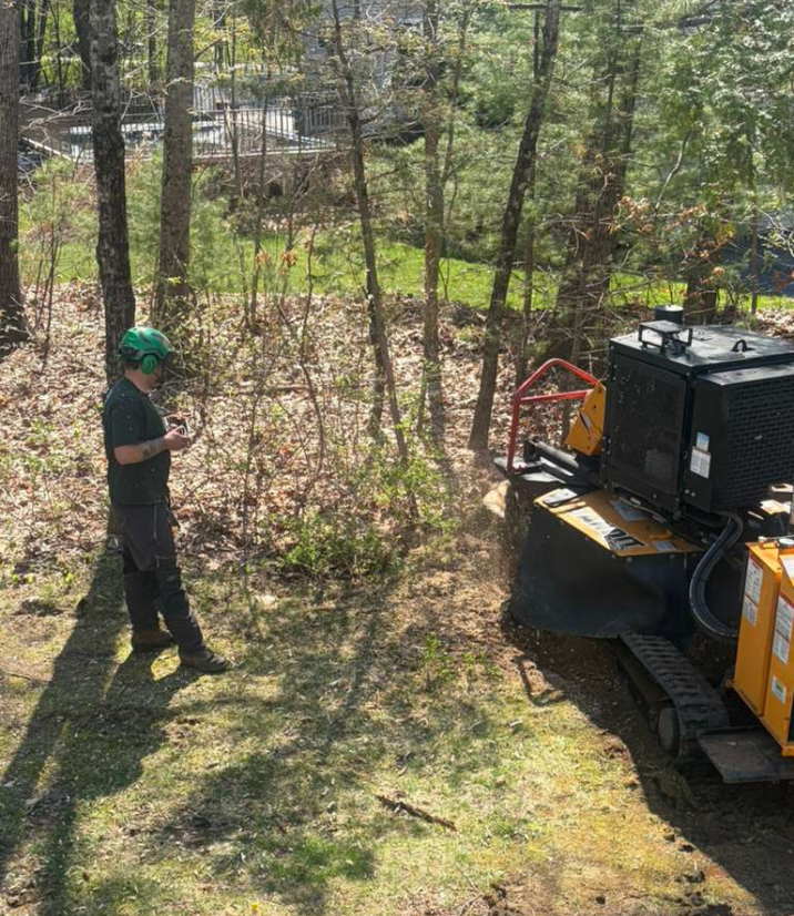 stump grinding phils tree service